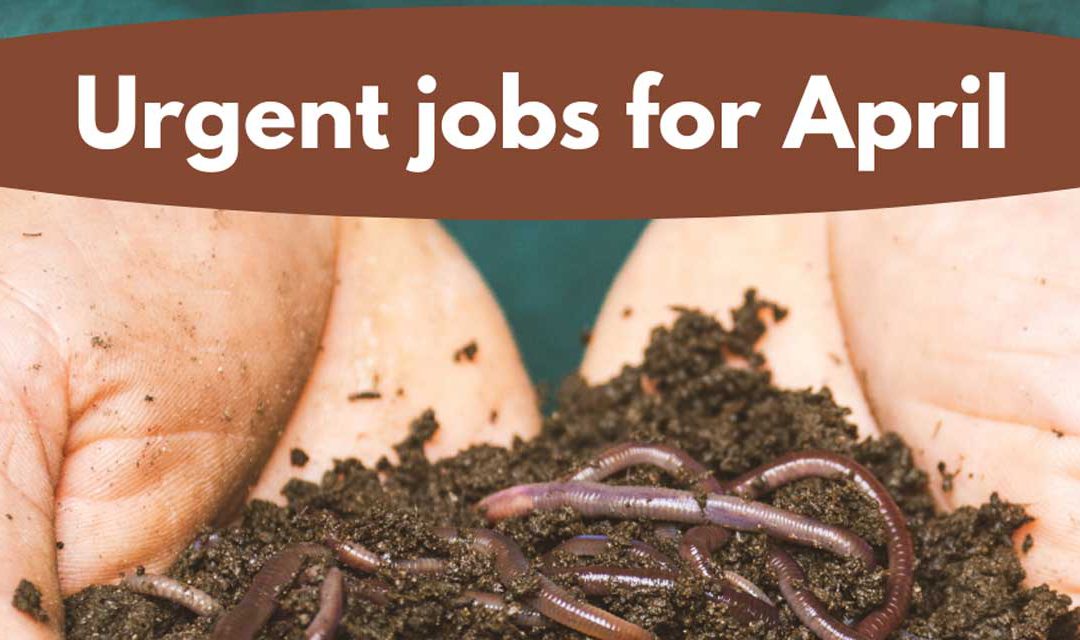 Urgent jobs in the garden for April
