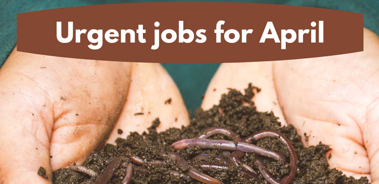 Urgent jobs in the garden for april