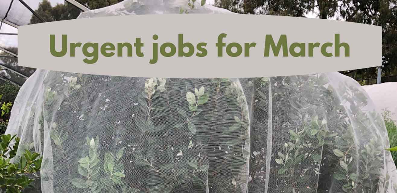 urgent-jobs-march Urgent jobs for March in the garden