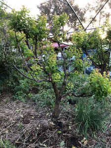 apricot-thinning-cut-pruning apricot tree with thinning pruning cut