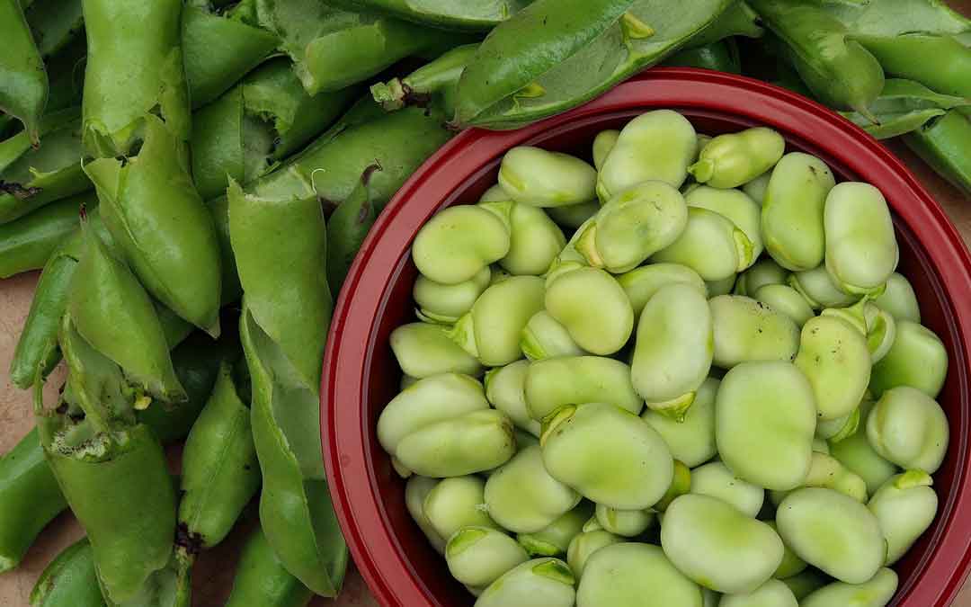 broad-beans broad beans