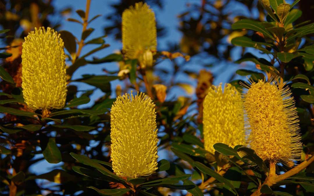 coastal-banksia coastal-banksia