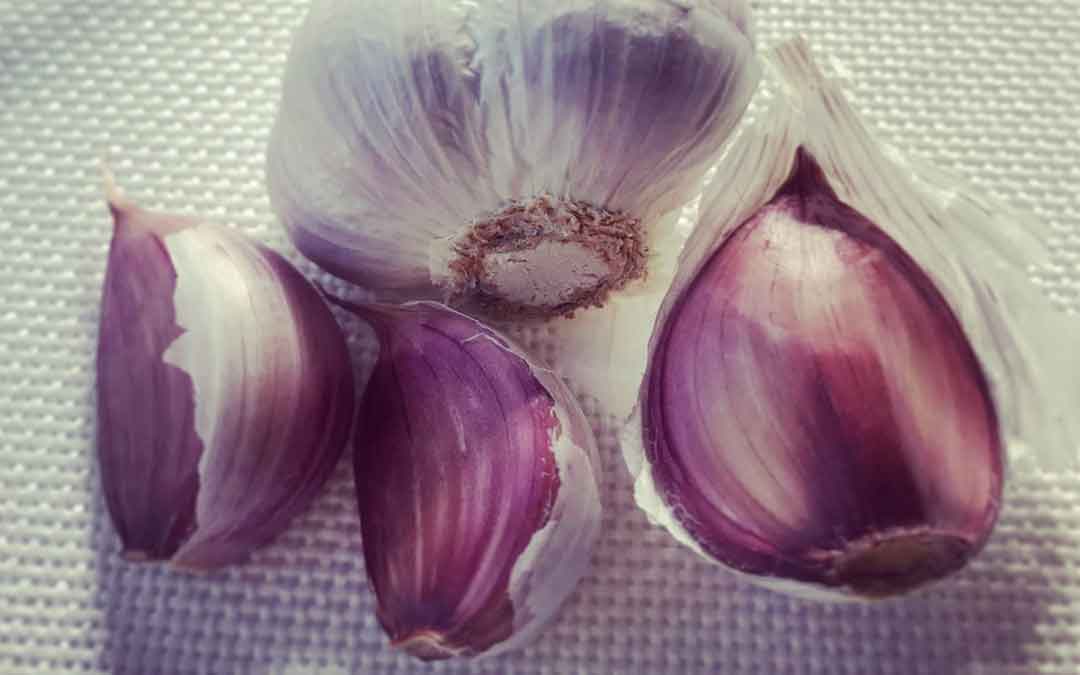 garlic-april garlic hint april