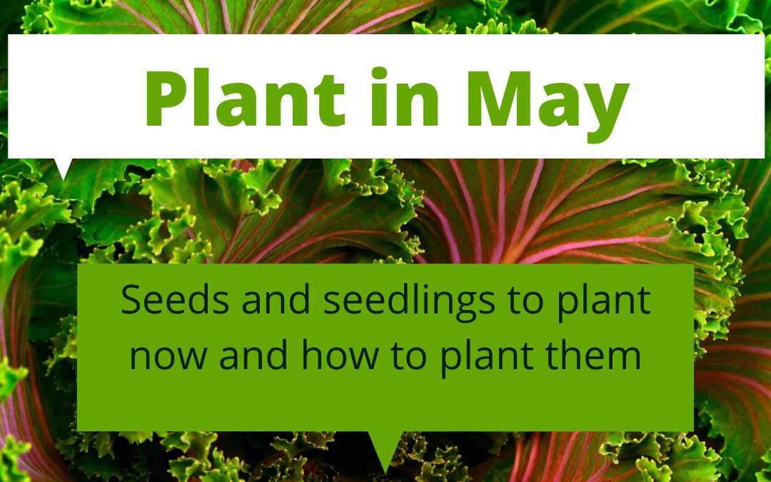 plant-in-may
