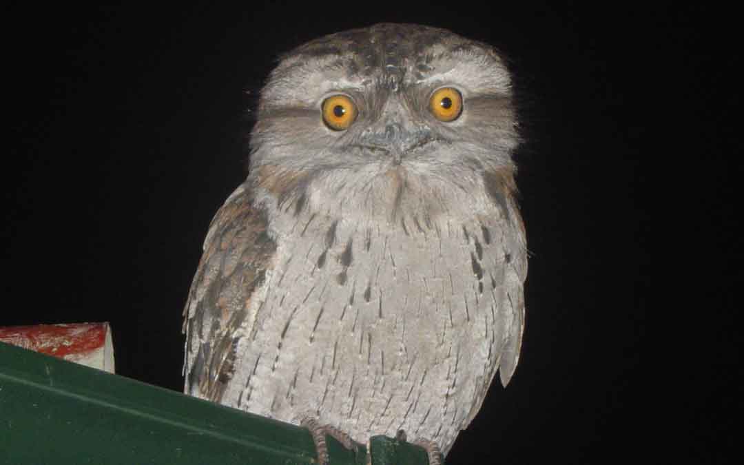 tawny-frogmouth-owl tawny frogmouth owl