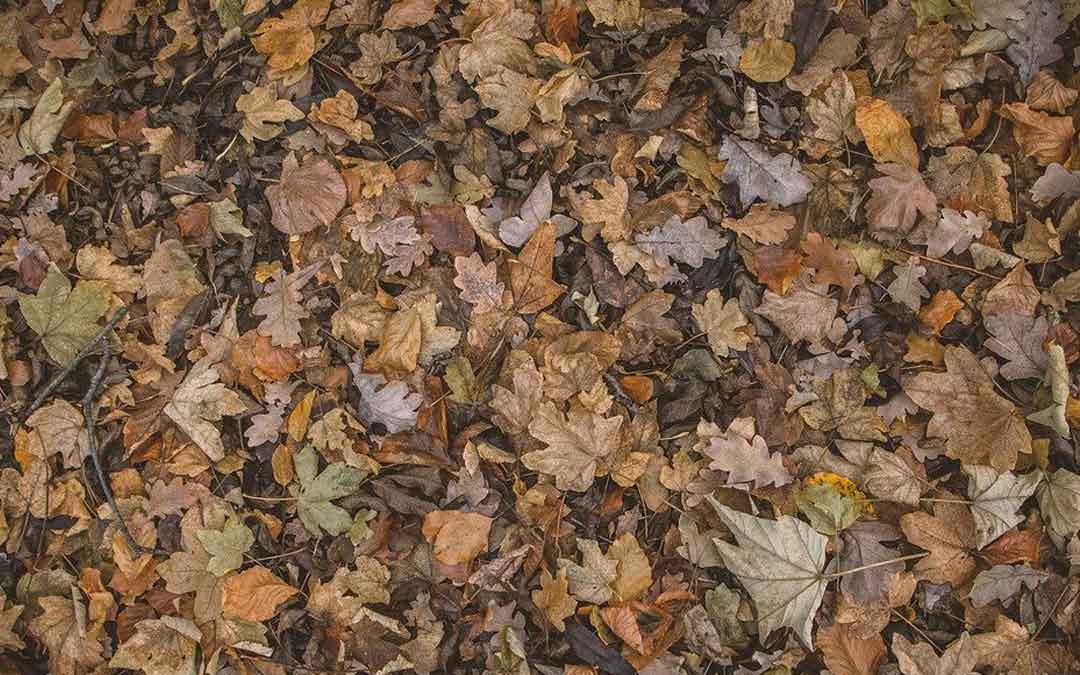 autumn-leaves