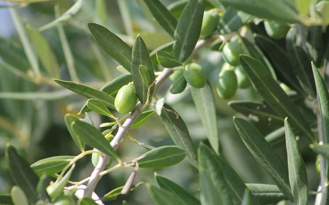 green-olives-on-branch