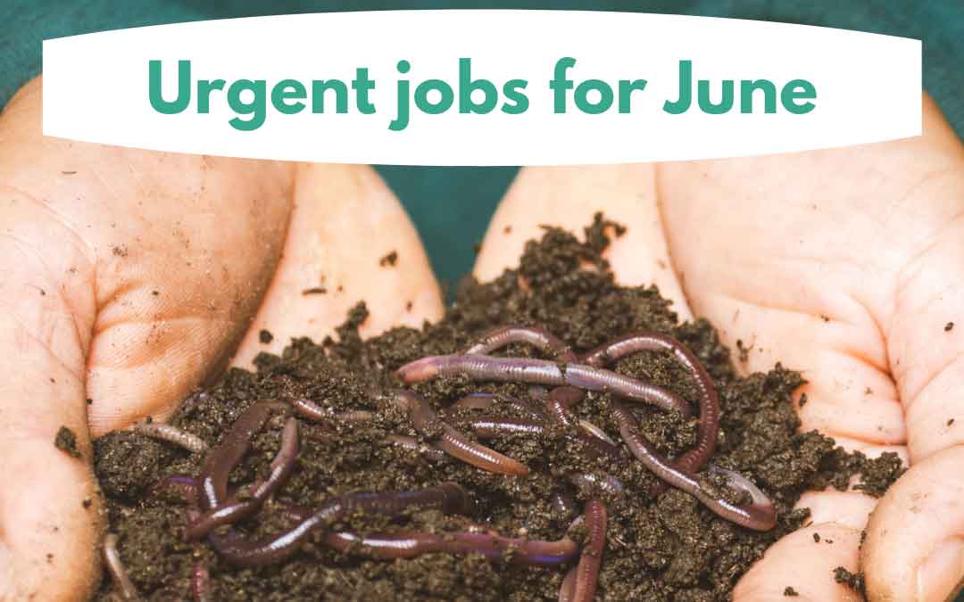 jobs-for-june urgent jobs in the garden for june