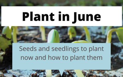What to plant in June in Melbourne