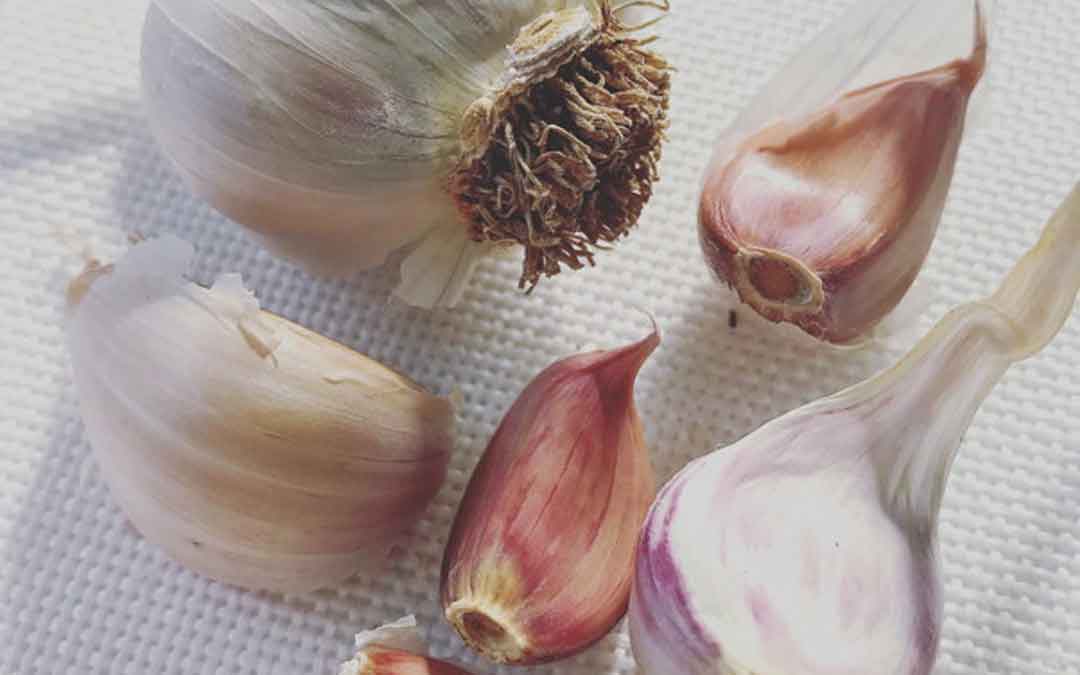 garlic-june garlic