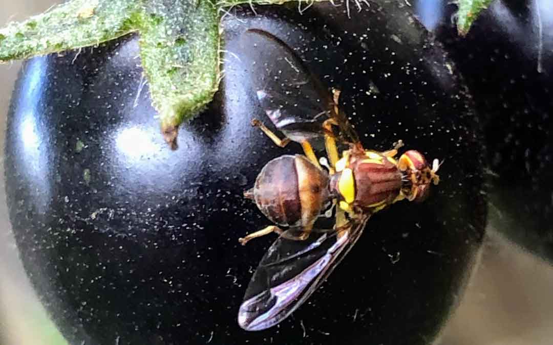 Queensland Fruit Fly strategy #2 – 5 simple steps