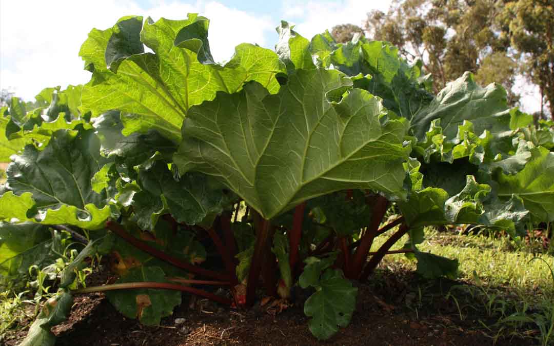 rhubarb rhubarb growing in the ground