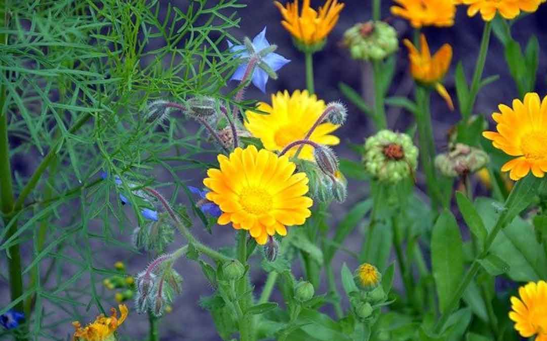 biodiverse-planting