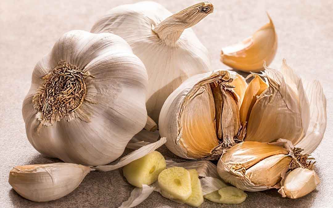 garlic-july garlic on a table with cloves spilling out