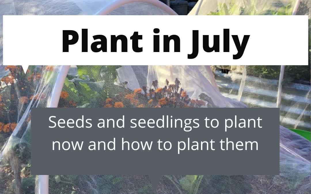 plant-in-july What to plant in July in melbourne
