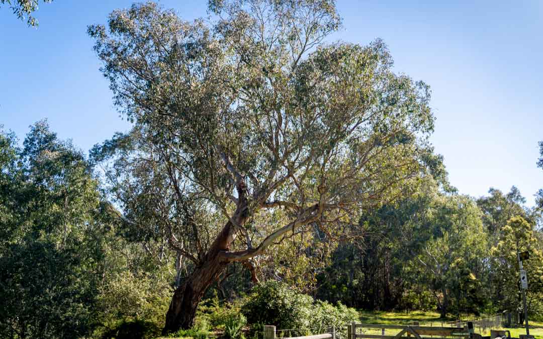 studley-park-gum-tree gum tree in Studley park
