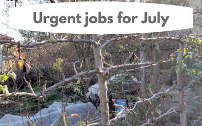 Urgent jobs in the garden for July