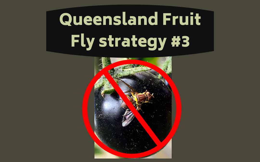 Queensland Fruit fly - take action now