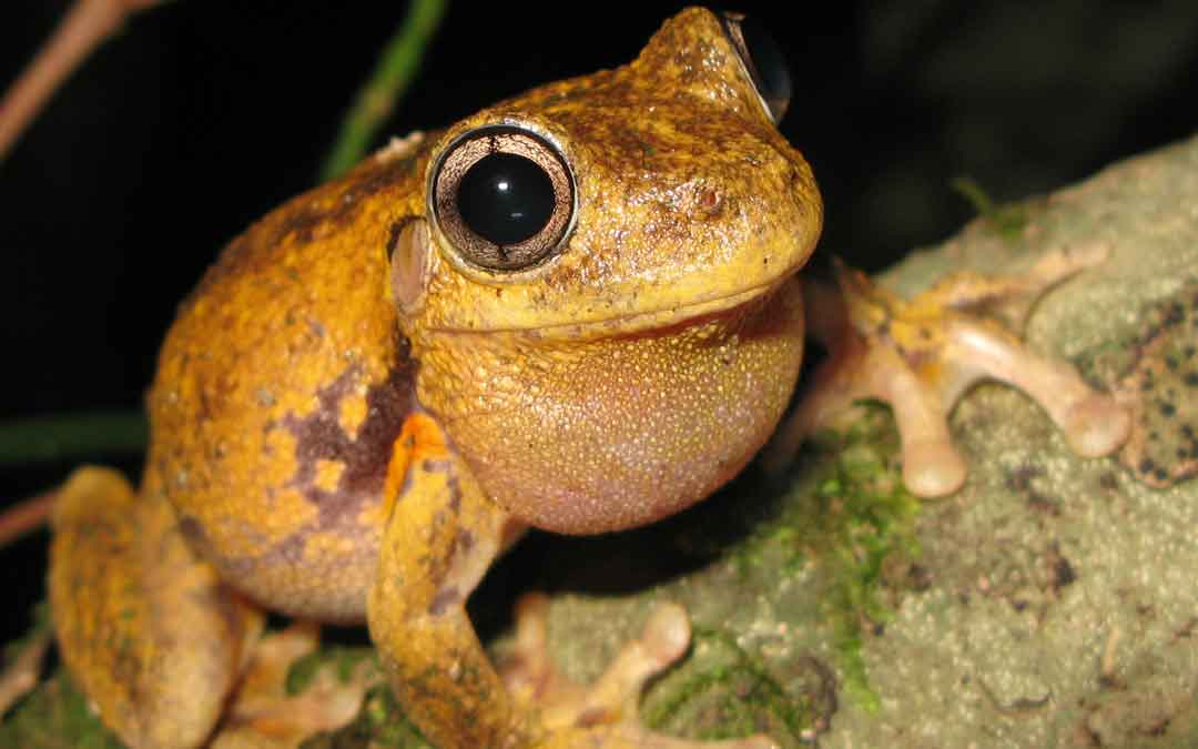 frog frog