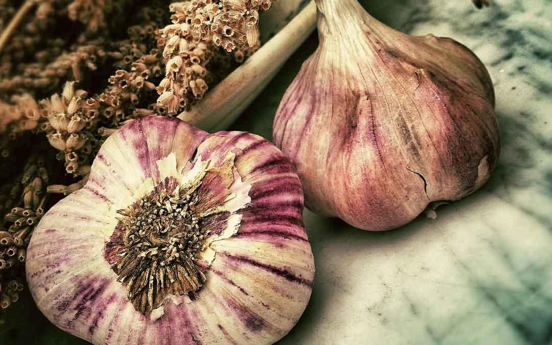 garlic garlic on benchtop