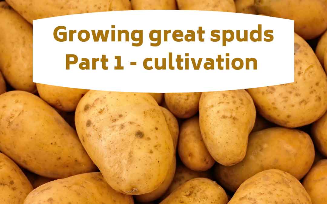 growing-great-spuds-p1 growing great potatoes in melbourne part 1