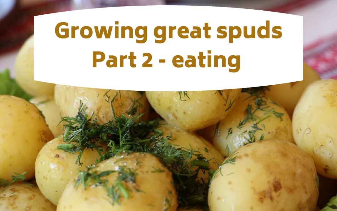 growing-great-spuds-p2 growing great potatoes - part 2 - eating
