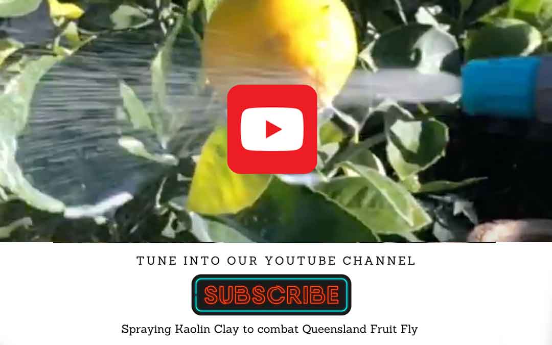 Kaolin clay: part of the solution to controlling Queensland Fruit Fly