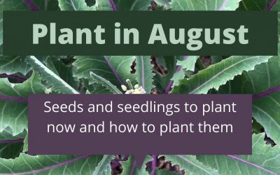 What to plant in August in Melbourne