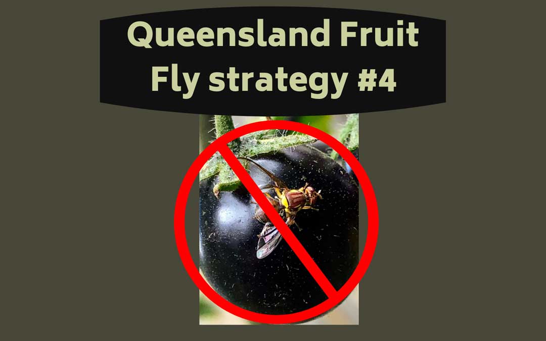 Queensland Fruit Fly Strategy Blog #4 – Put out protein bait NOW!
