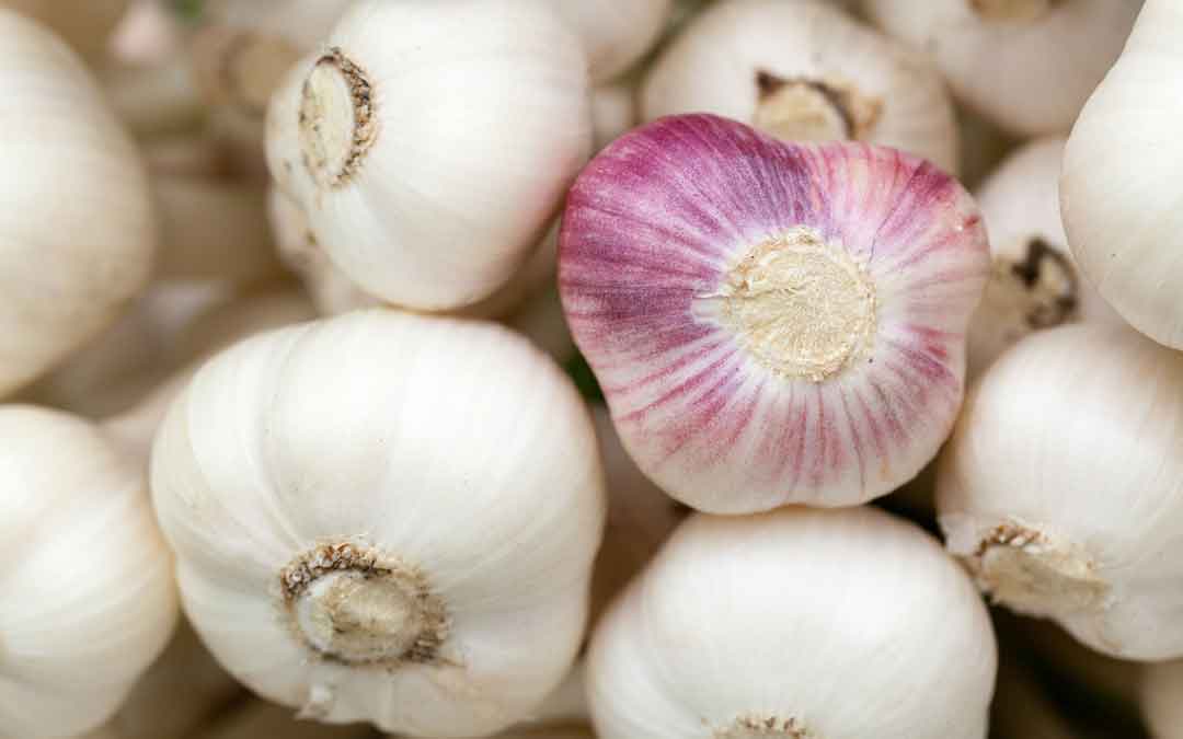 garlic-september garlic