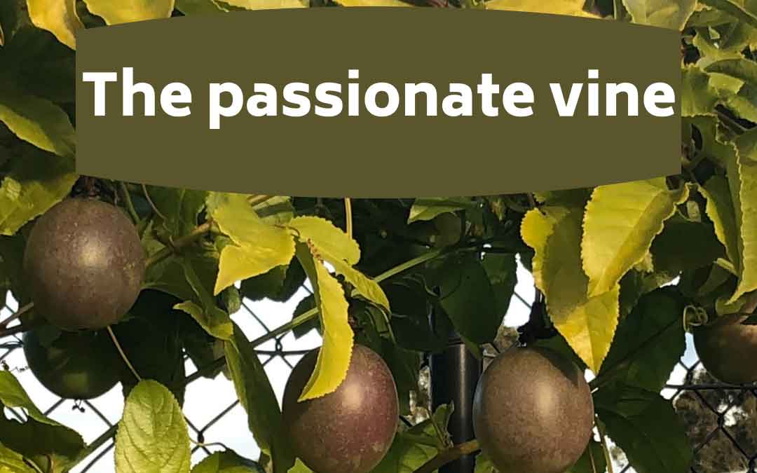The passionate vine! Top tips for growing passionfruit