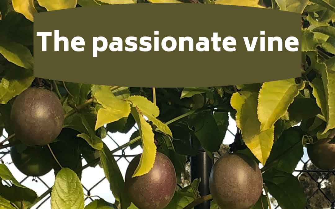 the-passioinate-vine passionfruit vine