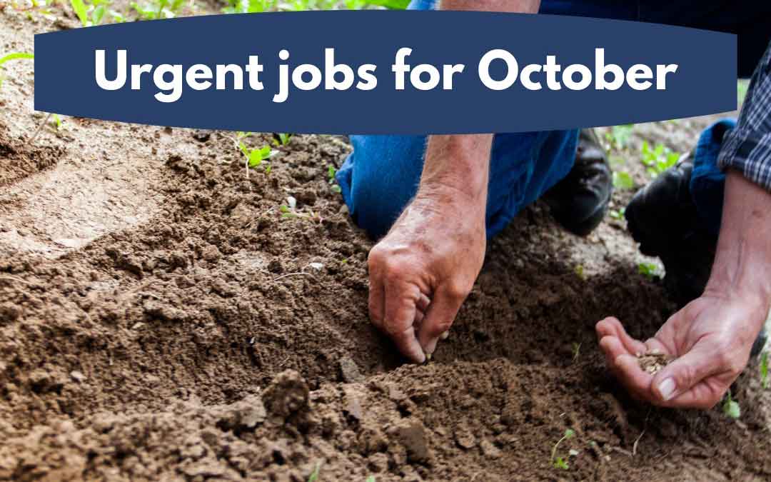 urgent-jobs-oct Urgent jobs in the garden for October