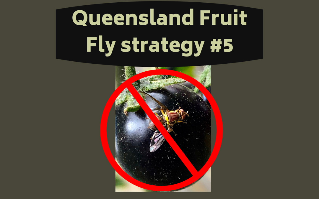 Queensland Fruit Fly Blog #5