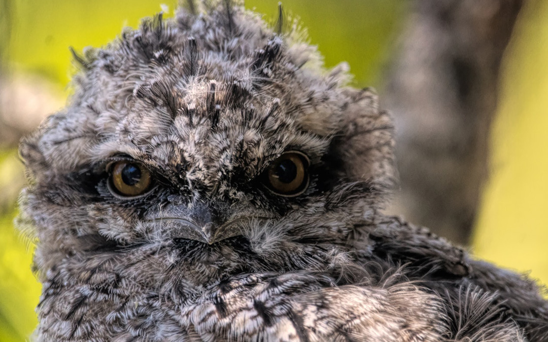 Masters of disguise – the Tawny Frogmouth