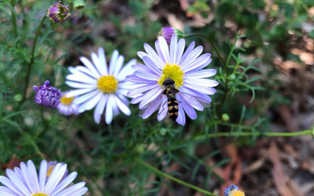 Five indigenous pollinator-attracting daisies