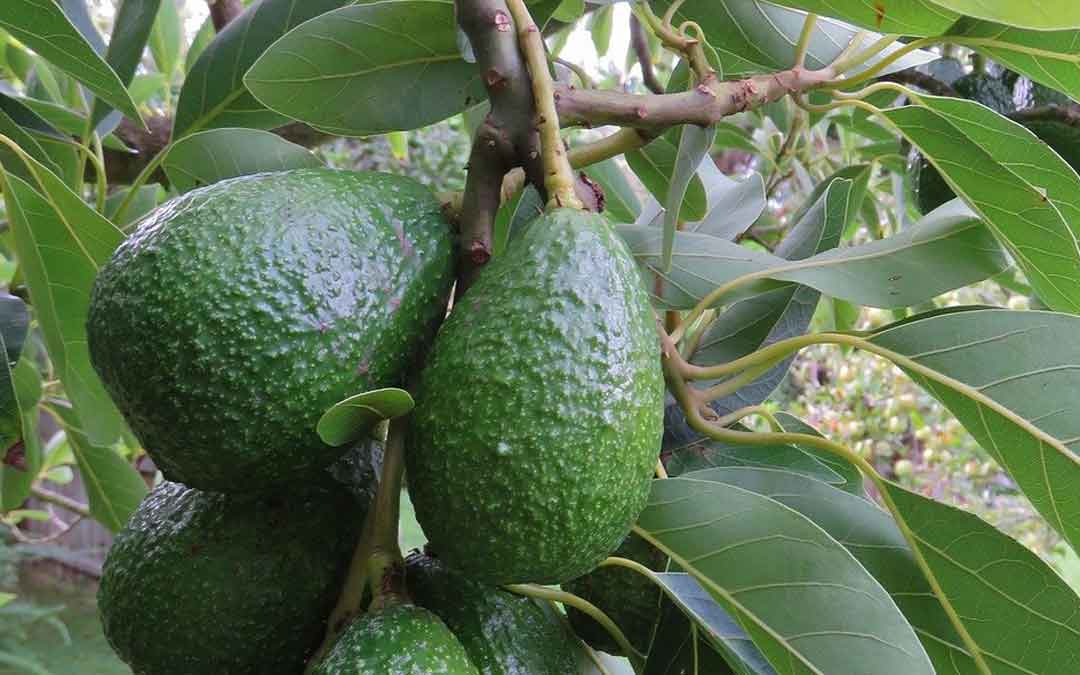 advocado-tree
