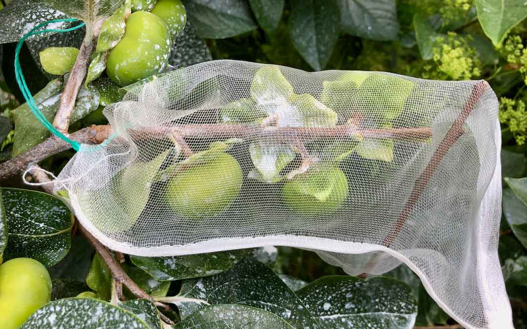 netting-fruit-qff