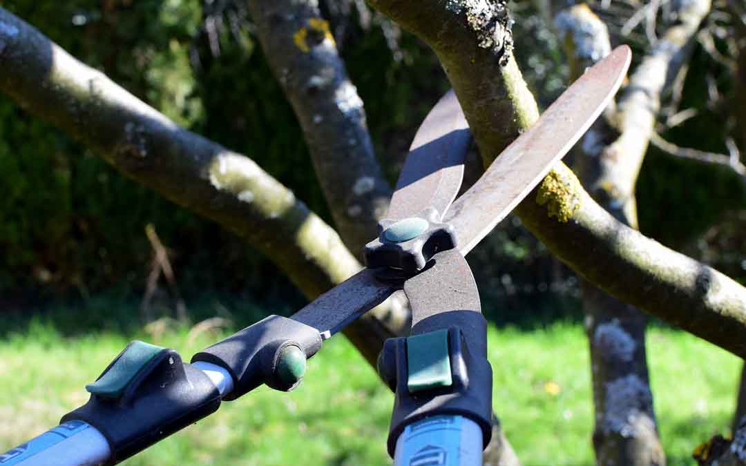 Pruning and care of fruit trees
