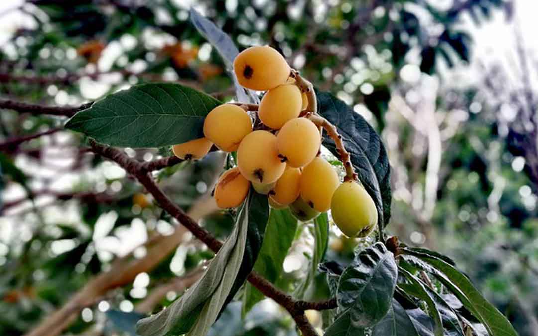 unwanted-fruit-trees