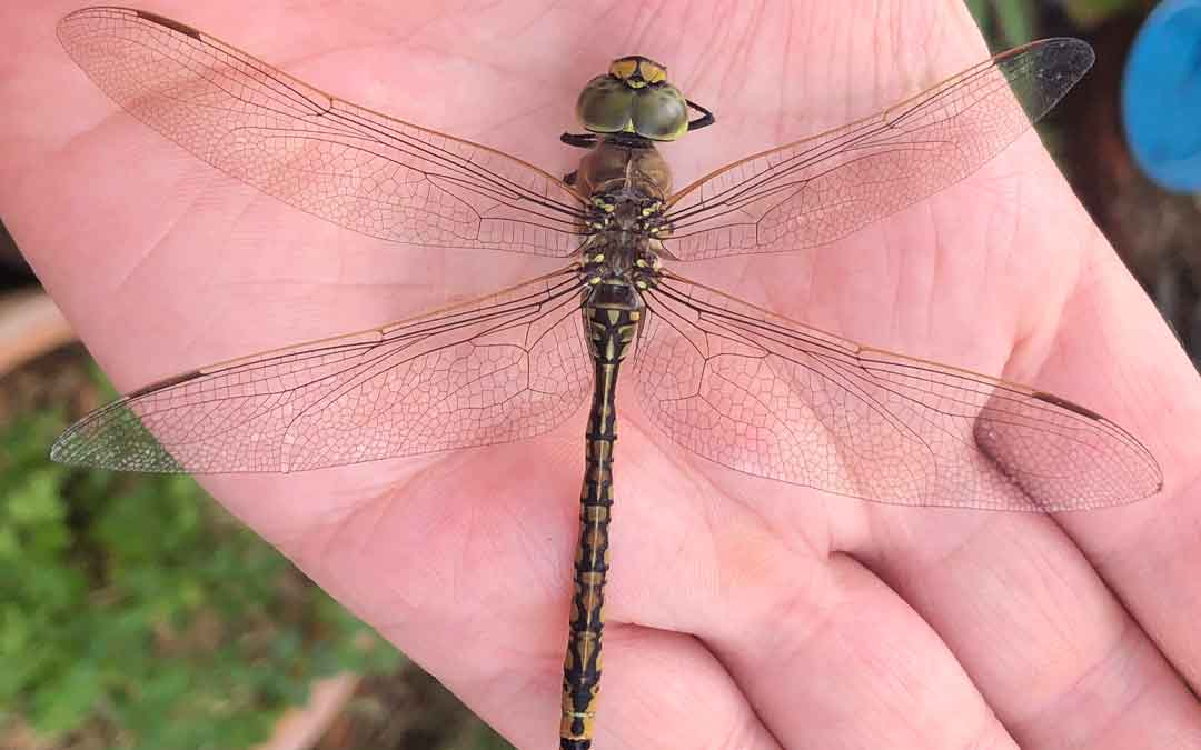 The magnificence of dragonflies