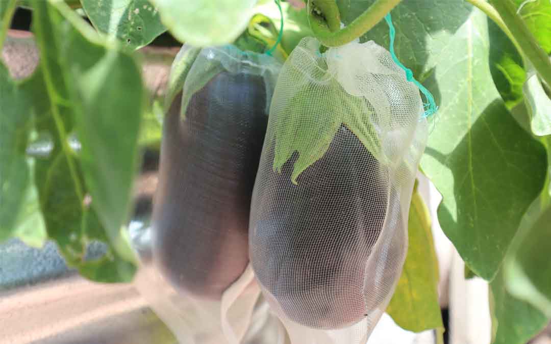 growing-eggplants