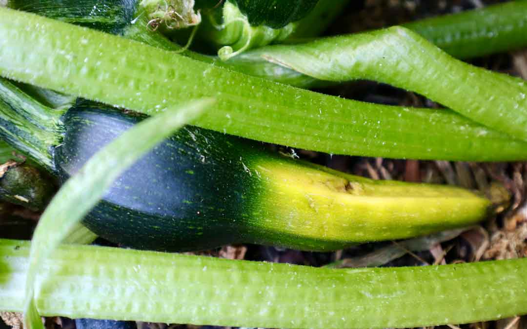 What’s wrong with my zucchini?