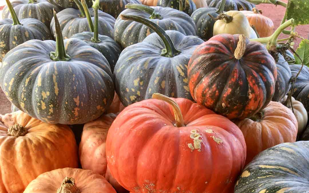 pumpkins