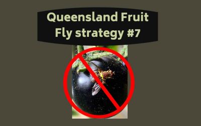 Queensland Fruit Fly Strategy no.7