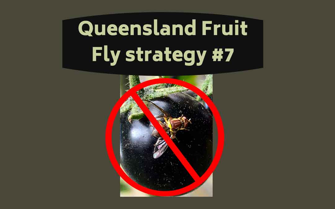 QFF-Strategy-7