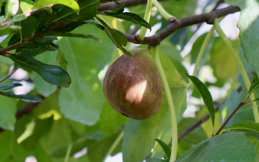 fig