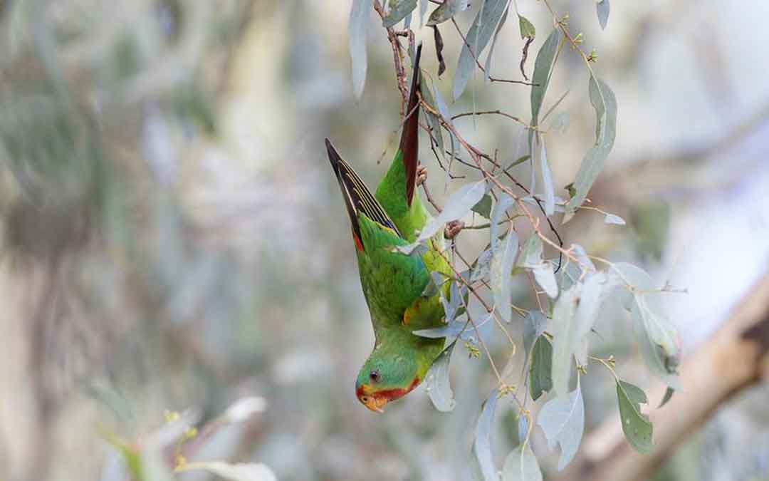 swift-parrot-by-dean-ingwersen