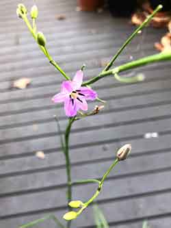 Arthropodium-strictum