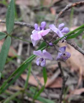 glycine-clandestina